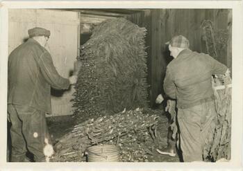 Men Stack Racks of Drying Tobacco Leaves